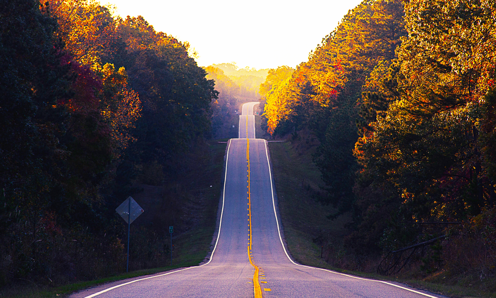 a road surrounded by trees