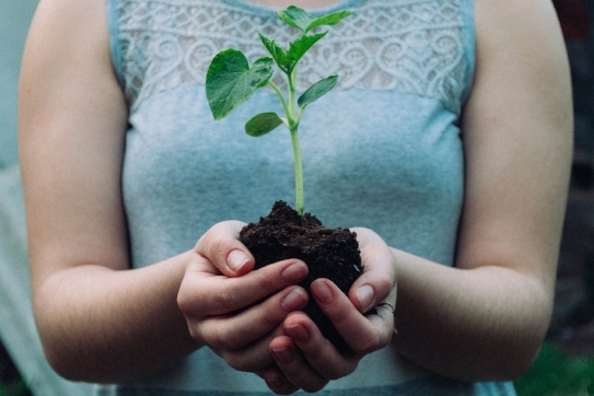 person holding a sprout