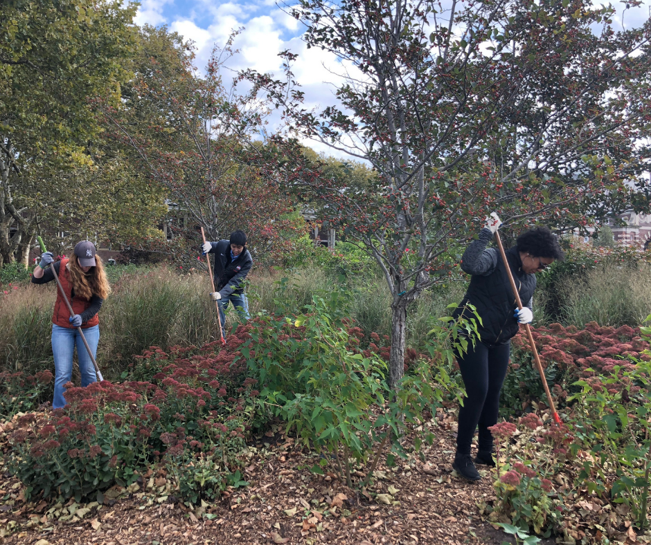 volunteers raking in a garden