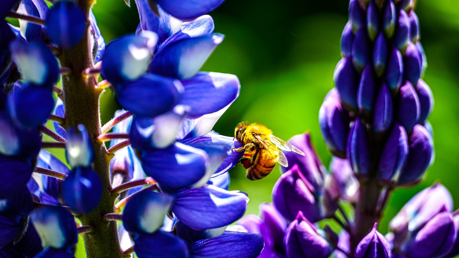 honey bee on flowers