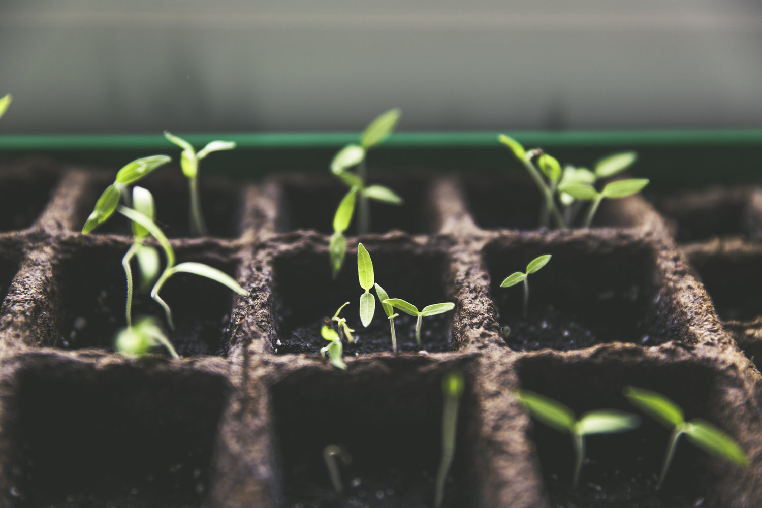 sprouts growing from gardening